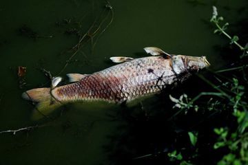 Sécheresse en France: 11 tonnes de poissons asphyxiés retrouvés dans un étang
