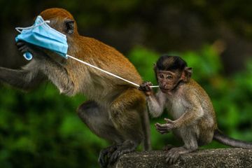 Singes, mouettes, pingouins... les masques usagés sont un grave danger pour la faune