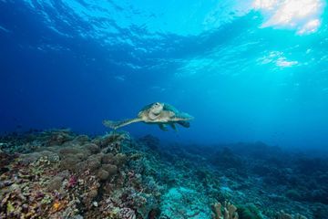 Chroniques vertes - SOS Océans en danger : Monaco et l'Unesco se mobilisent