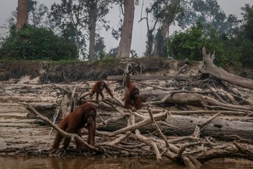 Sur l'île de Bornéo, les orangs-outans battent en retraite, délogés par les incendies