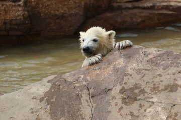 Trois oursons blancs font leurs premiers pas sur la Côte d'Azur