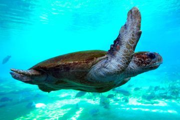Un afflux exceptionnel de tortues marines en Corse