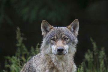 Un cadavre de loup découvert en Loire-Atlantique, une première depuis un siècle