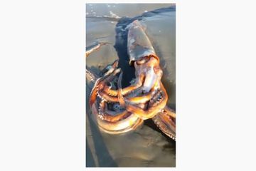 Un calmar géant filmé sur une plage en Afrique du Sud