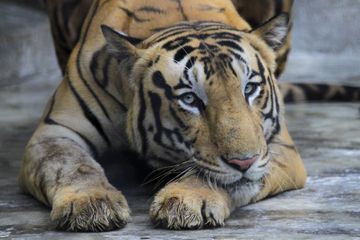 Un célèbre tueur de tigres du Bengale finalement arrêté après 20 ans de cavale