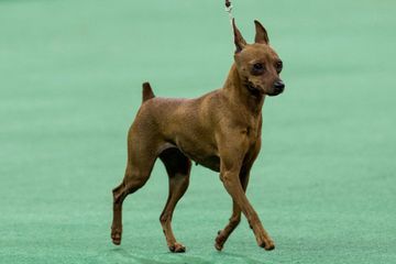 Un chien brûlé vif après avoir été aspergé d'essence en Ardèche
