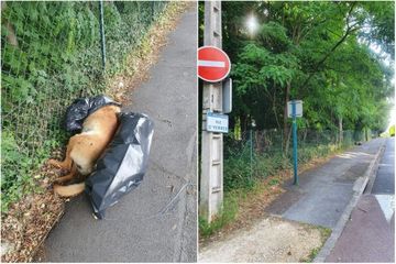 Un chien décapité jeté sur un trottoir dans l'Essonne