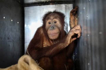 Un couple d'orang-outans de retour en Indonésie après avoir été capturé