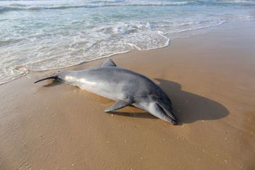 Un dauphin blessé meurt sur une plage des Côtes-d'Armor