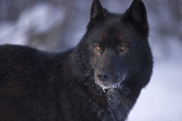 Un des sept loups échappés du parc du Mercantour a été retrouvé