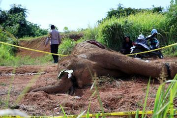 Un éléphant décapité en Indonésie, cinq hommes arrêtés