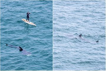 Un homme sur un paddle entouré de requins dans les Cornouailles