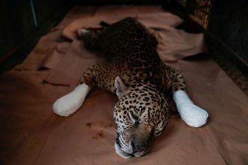 Un jaguar brûlé au pattes sauvé des flammes au Pantanal