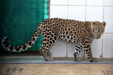 Un léopard entre dans une maison et crée la panique au Kenya