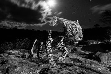 Un léopard fantomatique dans la nuit kenyane