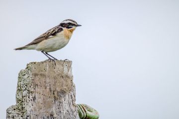 Chroniques vertes - Un monde sans oiseaux ?