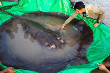 Un monstre de 300 kilos pêché dans le Mékong