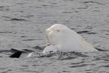 Un rare dauphin blanc photographié au large des côtes californiennes