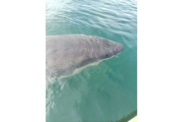 Un requin blanc de 5 mètres filmé en Espagne