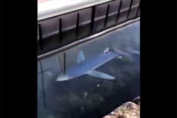 Un requin filmé près de Montpellier