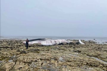 Un rorqual de 20 mètres s'échoue en Bretagne
