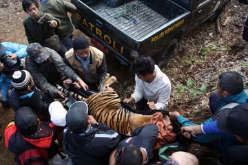 Un second tigre de Sumatra meurt empoisonné