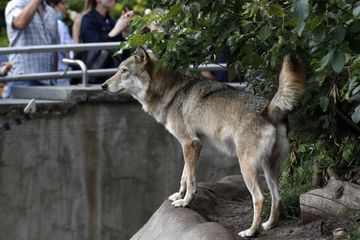 Un zoo du Tarn fermé après la fuite d'une meute de loups