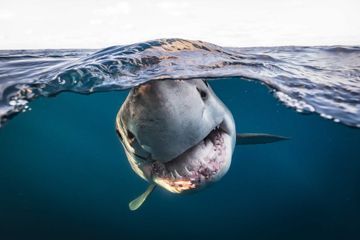 Underwater Photographer of the Year 2022 : les photos lauréates dévoilées