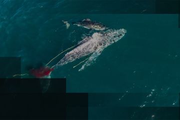 Une attaque de grand requin blanc filmée par drone