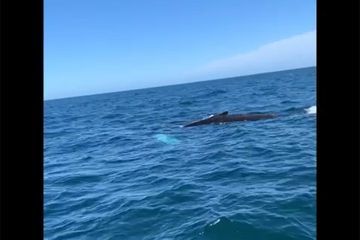 Une baleine à bosse filmée en Normandie