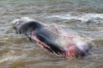 Une baleine s'est échouée dans le port de Calais