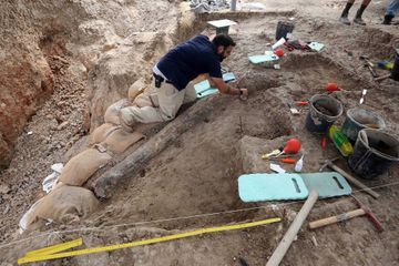 Une défense d'éléphant datant de la préhistoire mise au jour en Israël