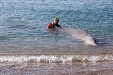 Une jeune baleine blessée échoue sur une plage près d'Athènes