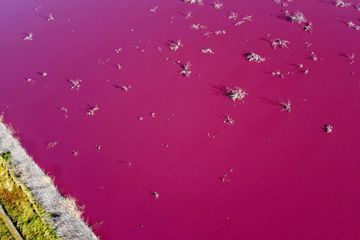 Une lagune de Patagonie devient rose à cause de produits chimiques