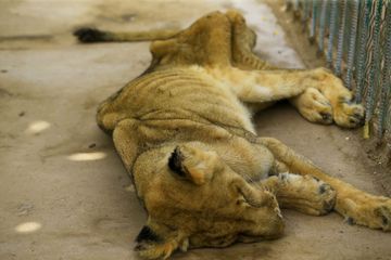 Une lionne mal-nourrie meurt dans le zoo de Khartoum