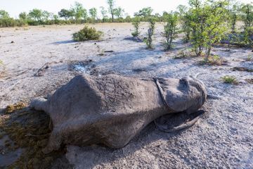 Une maladie mystérieuse décime des centaines d'éléphants au Botswana