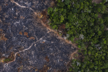 Une ONG accuse des entreprises américaines de financer la déforestation de la forêt amazonienne