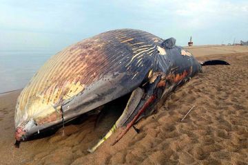 Une rare baleine bleue retrouvee morte en Namibie
