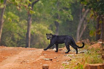 Une rare panthère noire photographiée en Inde