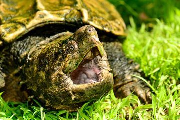 Une tortue alligator, dangereuse et rare, découverte dans un parc des Alpes-Martimes