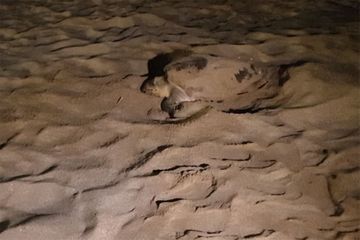 Une tortue filmée en train de pondre sur une plage de Fréjus
