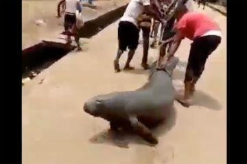 Une vidéo d'un lamantin traîné vivant sur le sol indigne les internautes