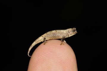 Voici le plus petit reptile au monde
