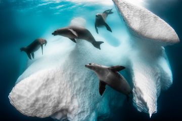 Voici les plus belles photos sous-marines de l'année