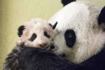 Huan Huan, la femelle panda du Zoo de Beauval, attend un nouveau bébé