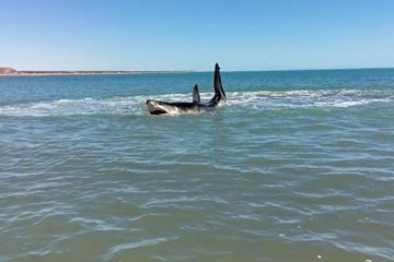 Attaque de requin en Nouvelle-Calédonie, un homme retrouvé mort sur son paddle