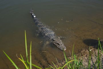 Attaquée par deux alligators, une Américaine meurt sur un terrain de golf en Floride
