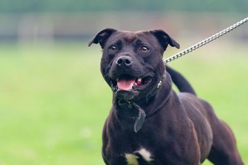 Attaquée par un pitbull, une septuagénaire dans un état critique
