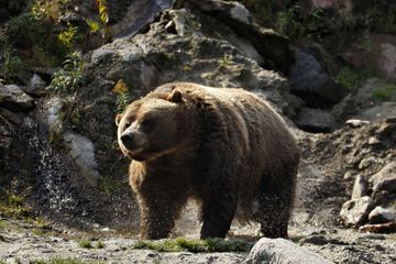Canada : Mort d'un Franco-canadien attaqué durant son sommeil par un grizzly