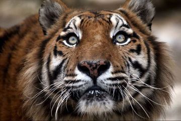 En liberté depuis une semaine, le tigre échappé à Houston a été capturé